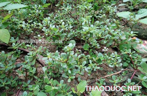 Cây rau sam chữa bệnh trứng cá