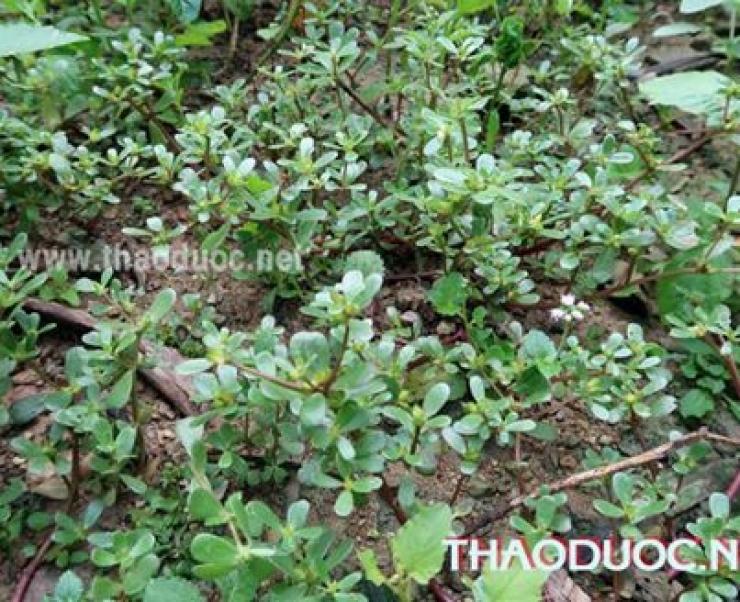 Làm đẹp da, trị mụn trứng cá từ rau sam rất hay