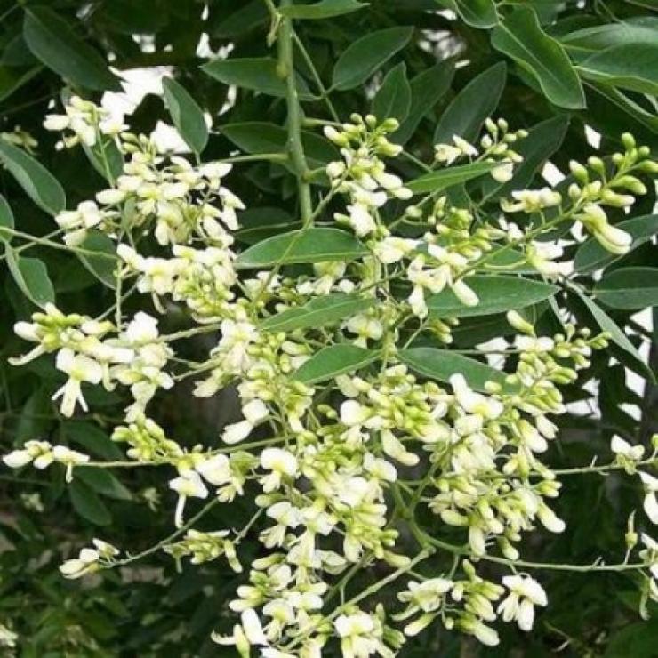 Hoa hòe trị mất ngủ, tốt cho tim mạch