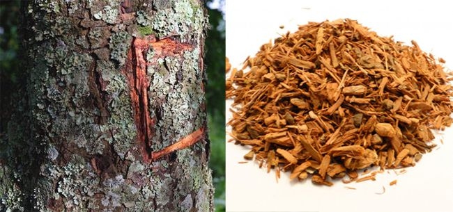 Vỏ khô cây anh đào châu phi