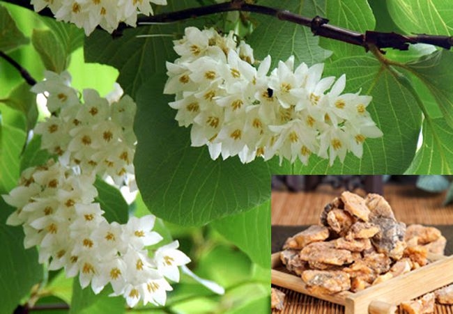 Cây An tức hương