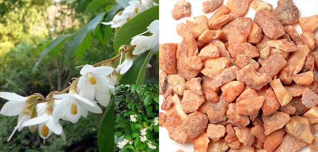 Cây An tức hương và vị thuốc
