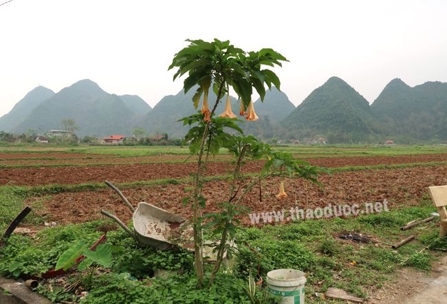 Cây hoa chuông