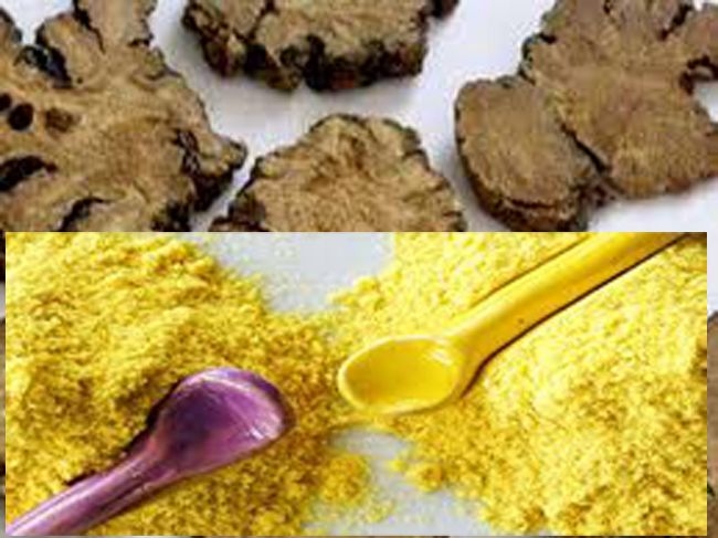 Vị thuốc A ngùy trong tự nhiên