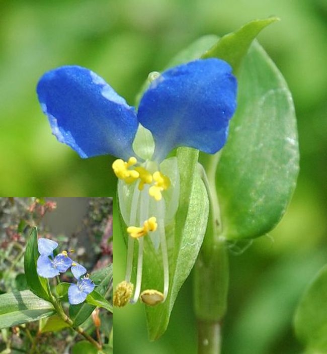 cây áp chính thảo