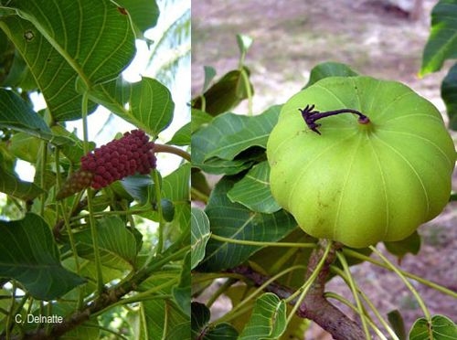 Cây ba đậu