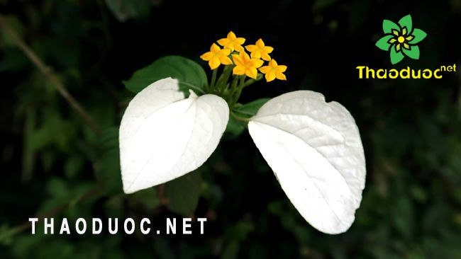 Hoa cây bướm bạc dây