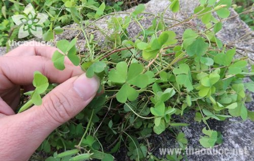 Cây chua me đất hoa vàng