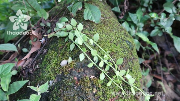 Cây tai chuột (hạt bí)