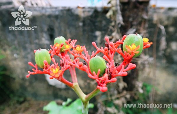 Chùm hoa, quả cây ngô đồng