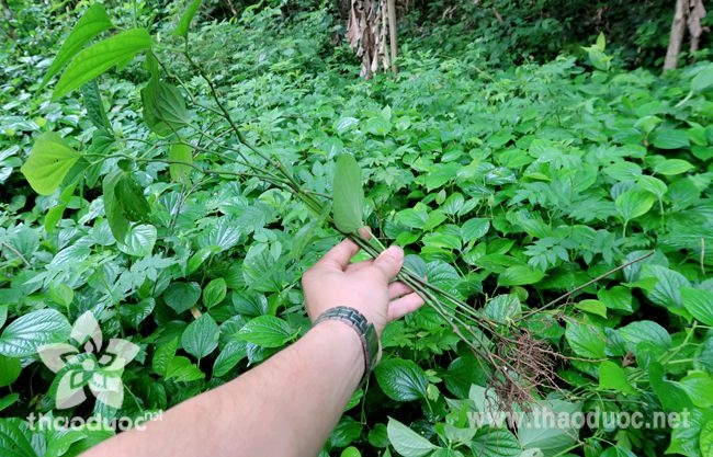 Cây lá lốt trong tự nhiên