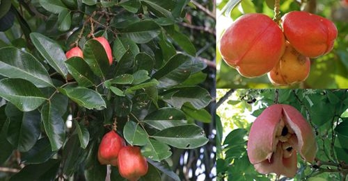 công dụng chữa bệnh của a kê