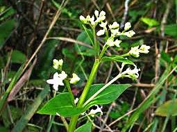 An điền cạnh nhọn (Bòi ngòi cạnh nhọn)