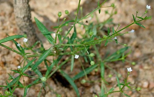 An điền cỏ (cây nọc rắn)