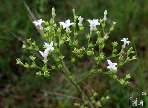 hoa cây an điền 4 cạnh