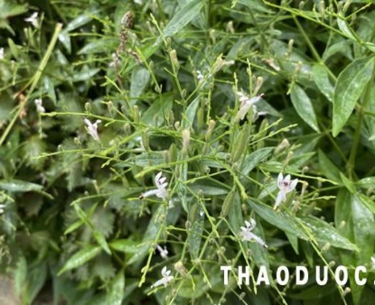 Xuyên tâm liên, kháng sinh tự nhiên trị được nhiều bệnh