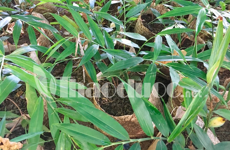Cây gừng núi (Khinh sa)