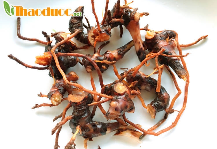 Củ gừng núi