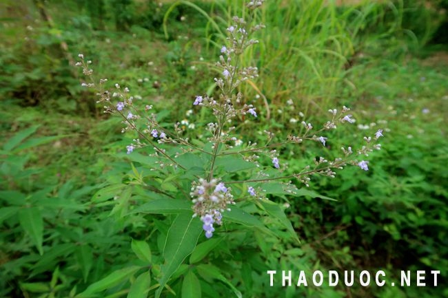 Hoa cây ngũ trảo