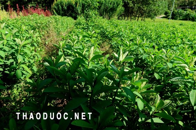 vườn trồng cây muồng 1 lá